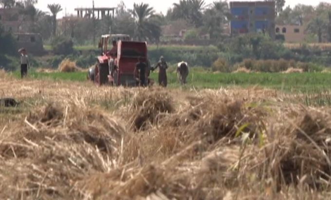 Egypt wheat