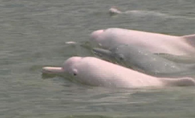 Pink dolphins Hong Kong