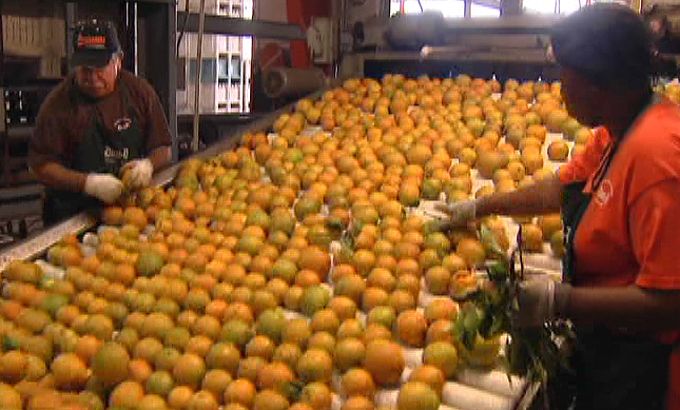 Citrus industry in Florida facing crippling disease
