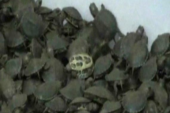 10 thousand turtles rescued in Indian airport