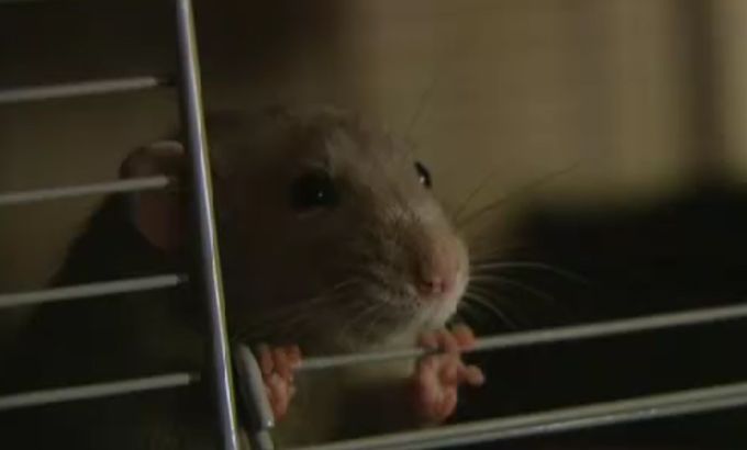 Dutch police train rodent detectives