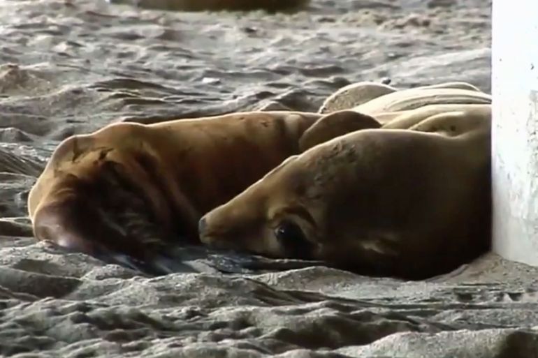 STARVING SEA LION PUPS