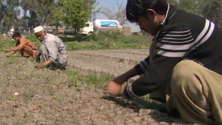 Pakistani farmers plant a billion trees in $150m scheme