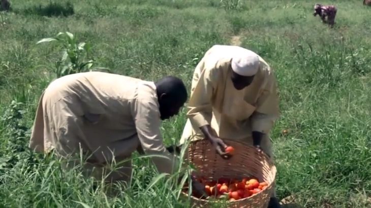 Nigeria tomato farmer