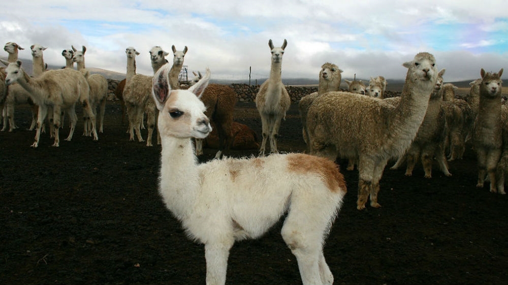 A young alpaca poses with adults to the rear [Alex Pashley/Al Jazeera]
