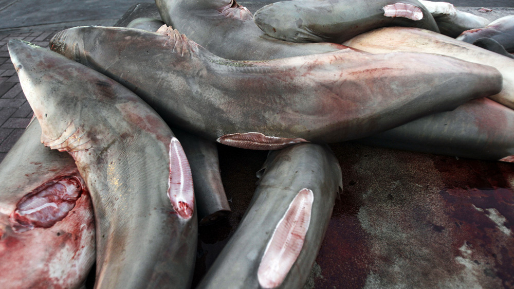 The global trade in shark fins totals hundreds of millions of dollars a year [AP]