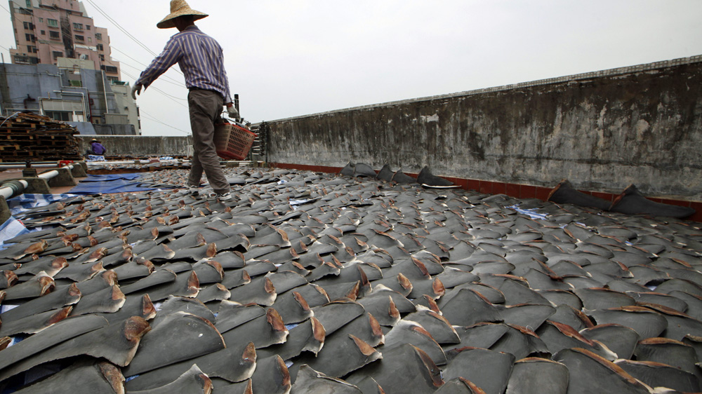 For centuries, shark fin has been a coveted delicacy in Chinese cooking, extolled for its supposed ability to boost sexual potency, enhance skin quality, and increase energy [AP] 