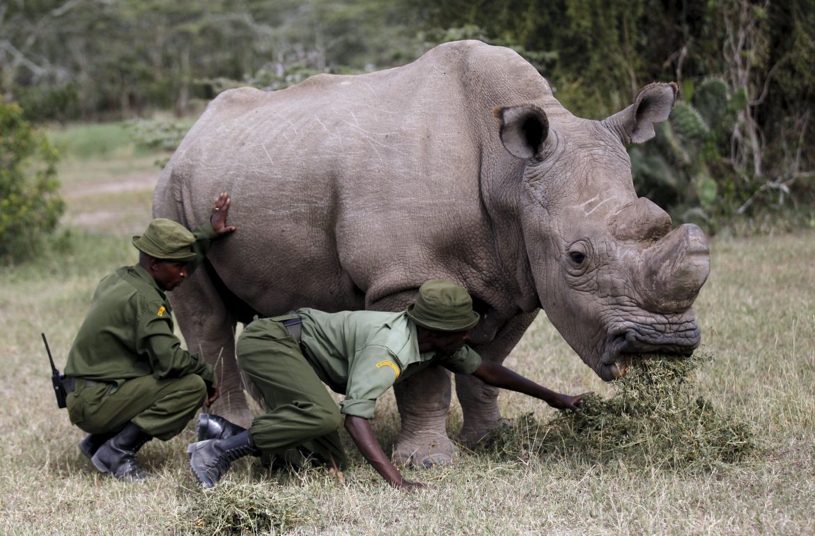 Wardens assist the last surviving male northern white rhino named ''Sudan''