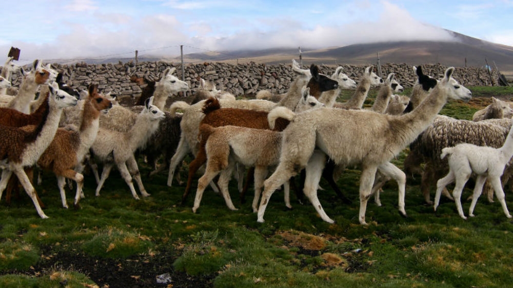 Herd of alpacas and some llamas walk out to pasture on the bright mountain plateau of Toccra [Alex Pashley/Al Jazeera]