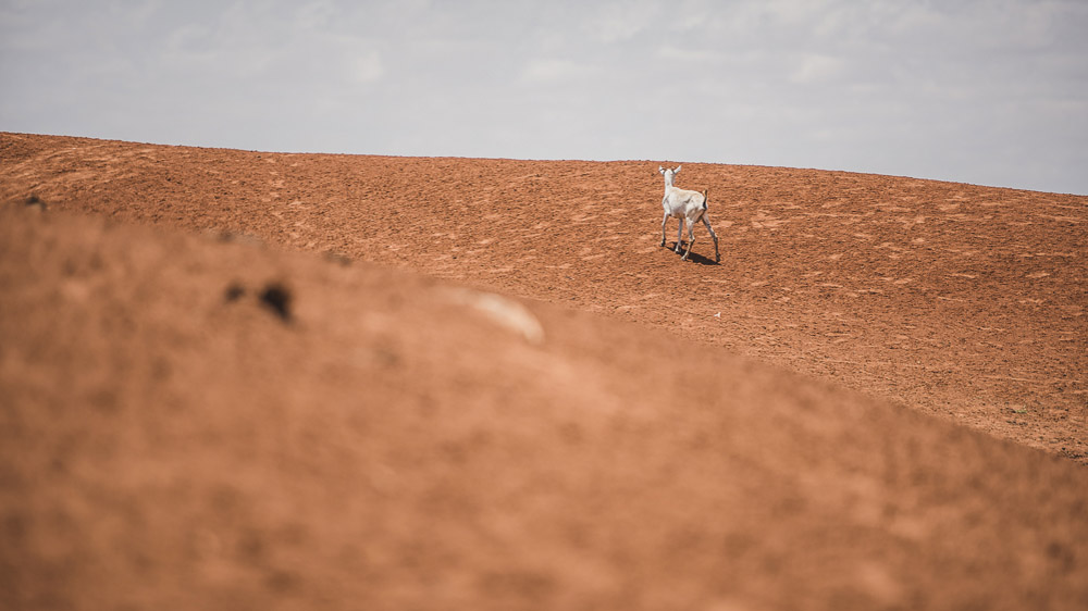In times of water scarcity pastoralists are forced to chase the rain along with their livestock. [Adrian Leversby/Awr Productions/Al Jazeera]