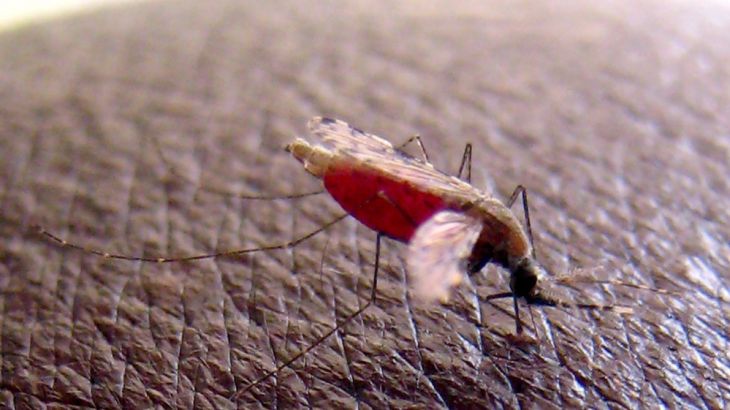 World''s first malaria vaccination approved