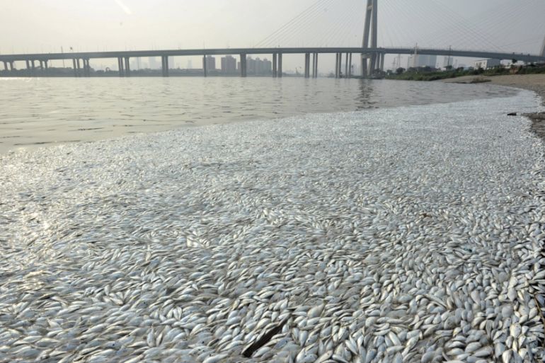Dead fish are seen on the banks of Haihe river at Binhai new district in Tianjin, China
