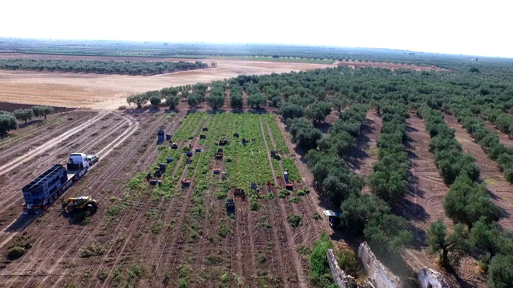 Aerial view of illegal migrant workers picking tomatoes from one of the fields of the Caponata region [Al Jazeera] 
