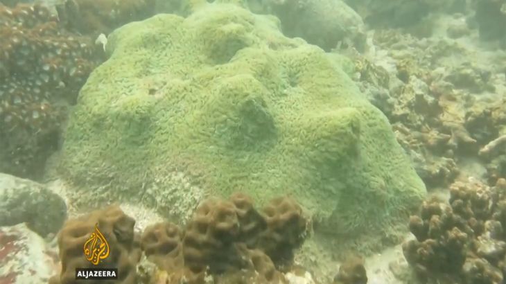 Hong Kong Coral reef [Al Jazeera]