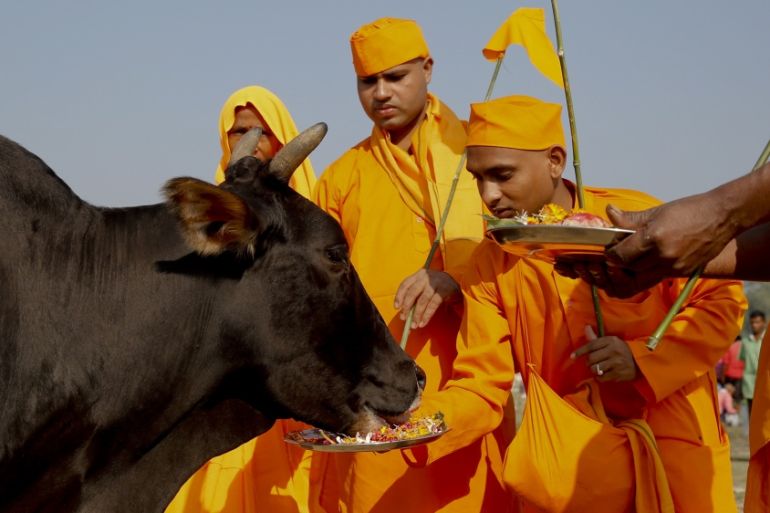 India cow