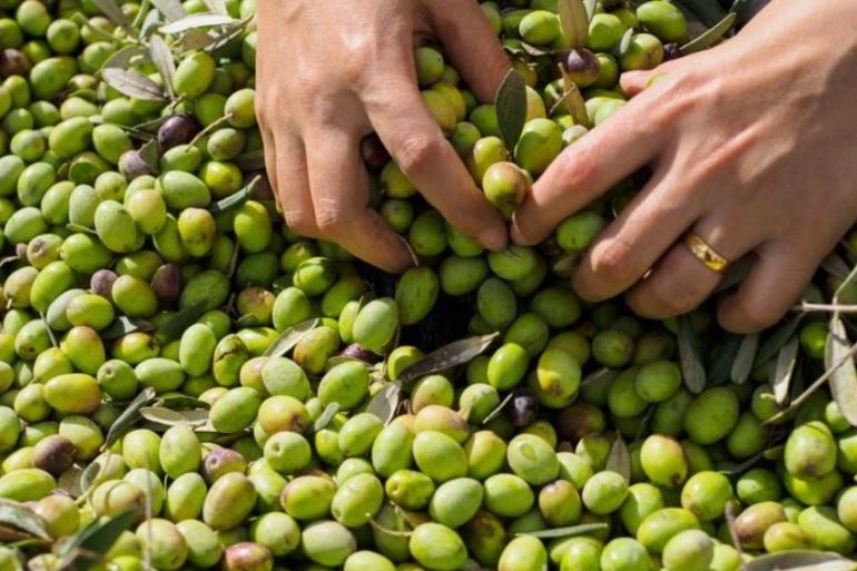 Olive harvest in Palestine despite tension