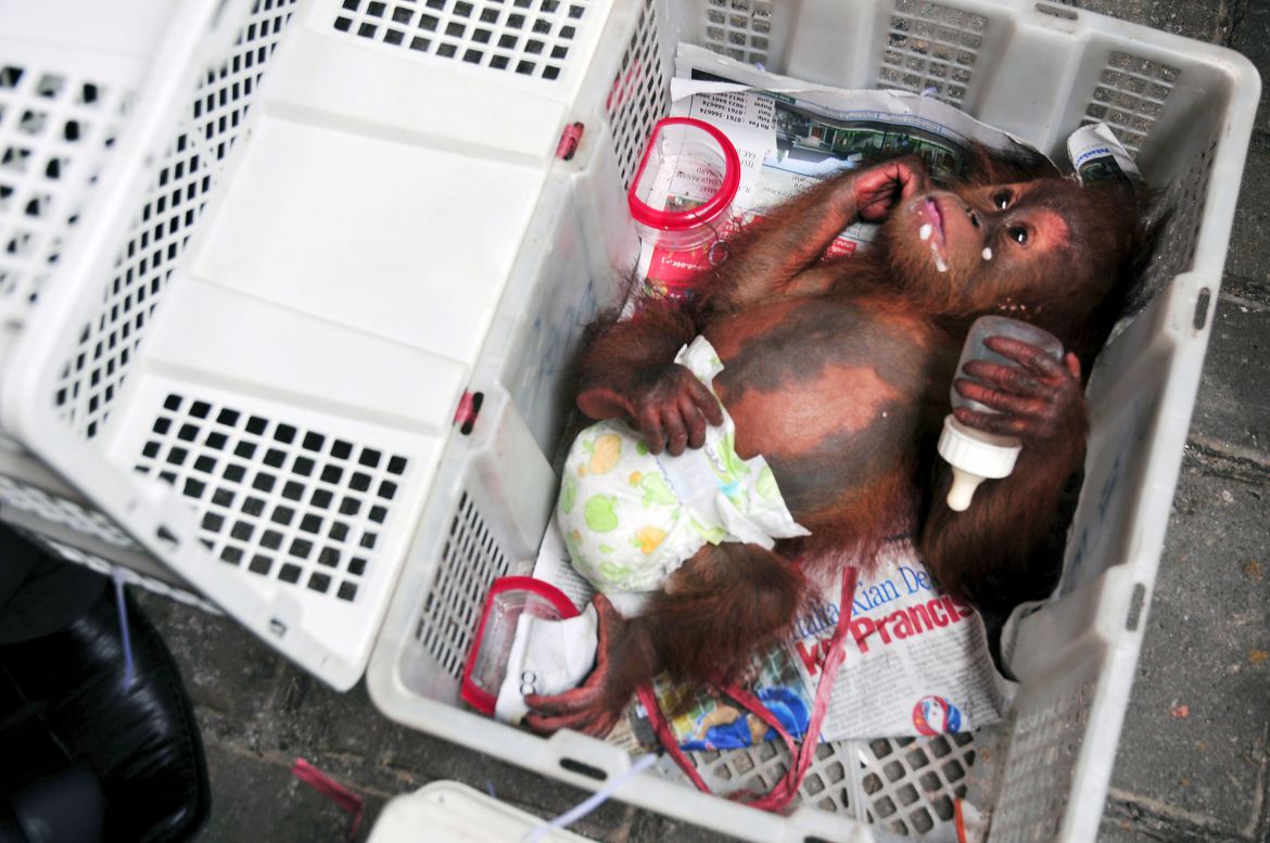 Plight of the orangutan