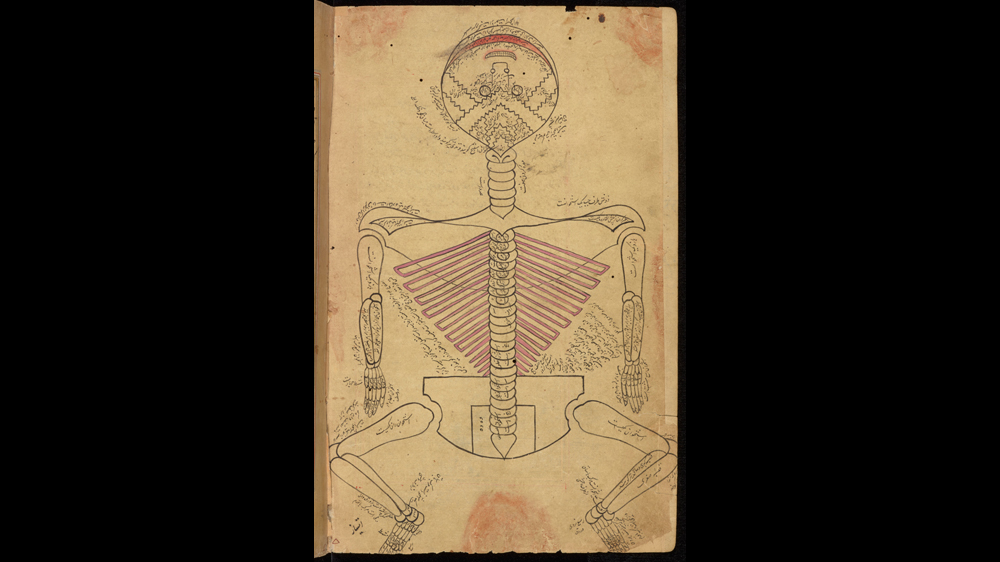 The first known Islamic anatomical text to include full-body illustrations [Cambridge University Library]