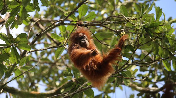 101 East - The Orangutan whisperer - DO NOT USE