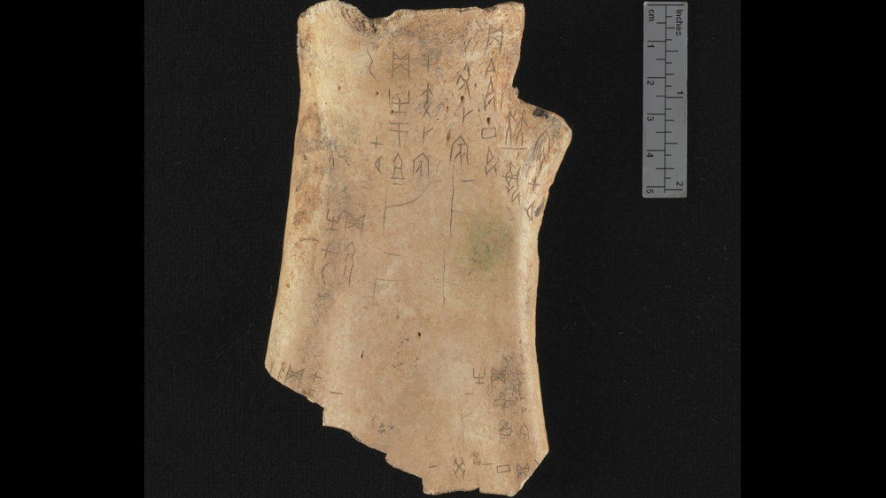 Oracle bone, dating back from the Shang dynasty [Cambridge University Library]