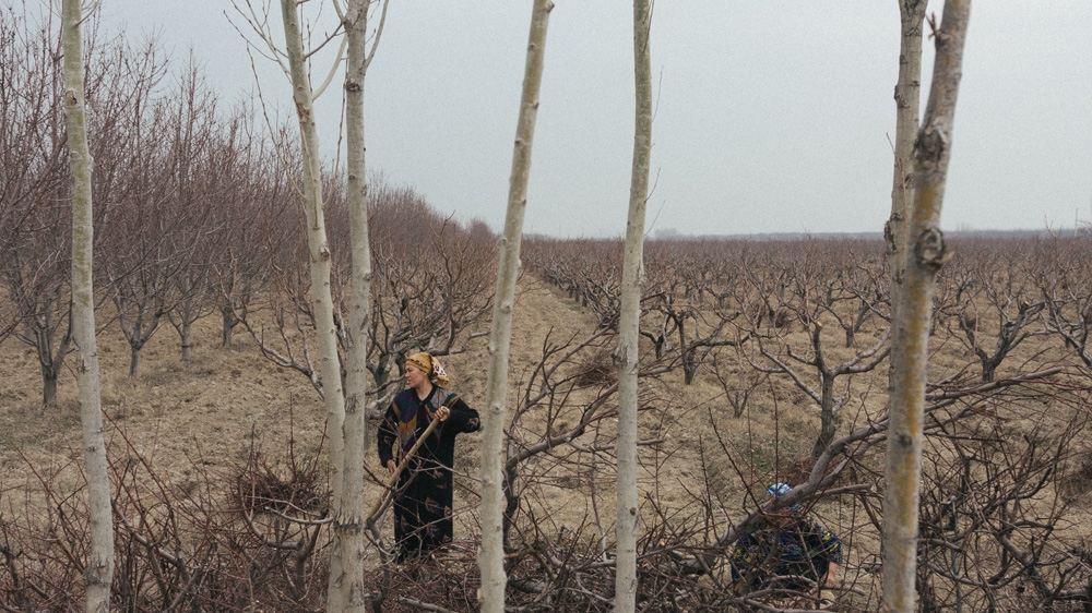 Uzbekistan woman in an orchard in the eastern town of Kuva   [Timur Karpov/Al Jazeera]  