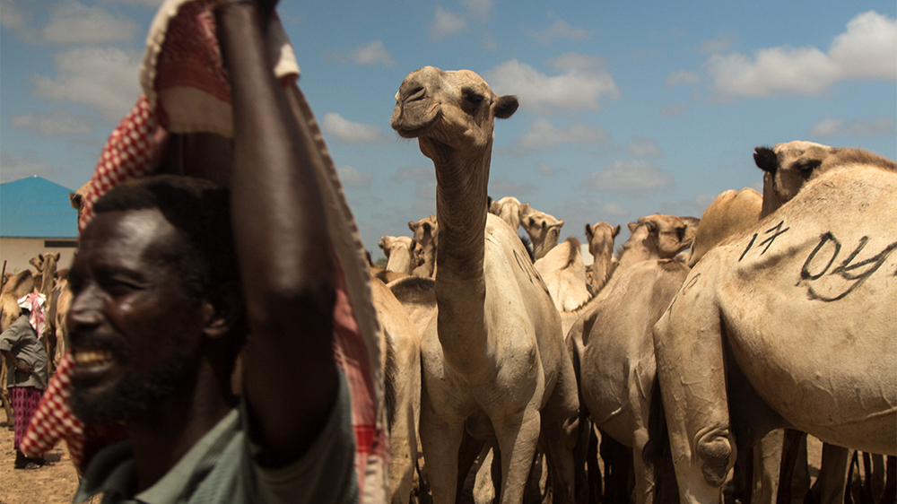Somalia exported 77,000 camels in 2014 [Ahmed Farah/Al Jazeera]