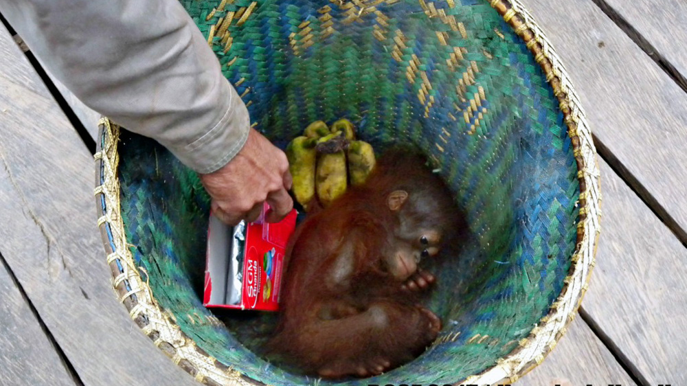 An orangutan seized from a basket [Courtesy: GRASP/BOS Foundation]