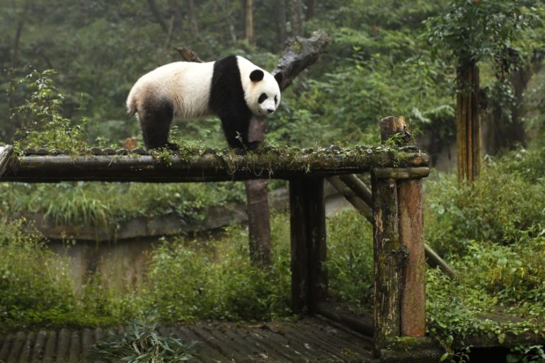 A giant panda stands inside its enclosure at the Bifengxia panda breeding centre in Ya''an in this file photo