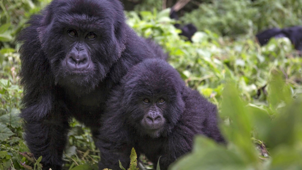 Four out of six of the Earth's great apes are now critically endangered, officials said [Edward Echwalu/Reuters]