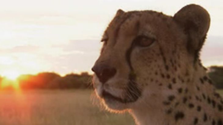 Image of Cheetah - Vanishing Cheetahs - Assignment Earth