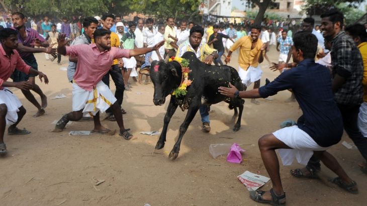 India bull taming festival