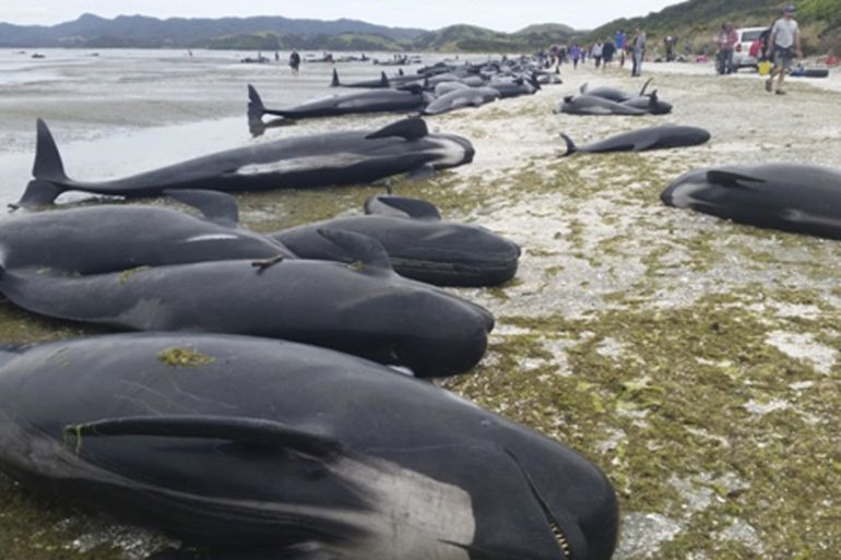 Around 416 pilot whales stranded at Farewell Spit in New Zealand