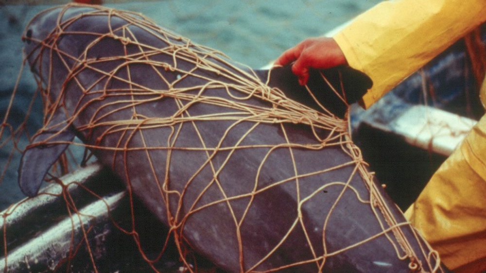 Vaquitas are often trapped in the nets used to catch another endangered species, the totoaba, which is hunted for its swim bladder [NOAA fisheries West Cost]
