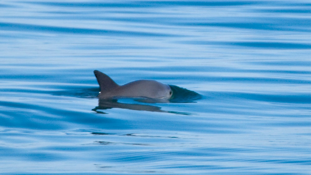 Vaquitas, the most endangered marine mammal, is found in the Gulf of California  [Tom Jefferson/NOAA fisheries West Cost]
