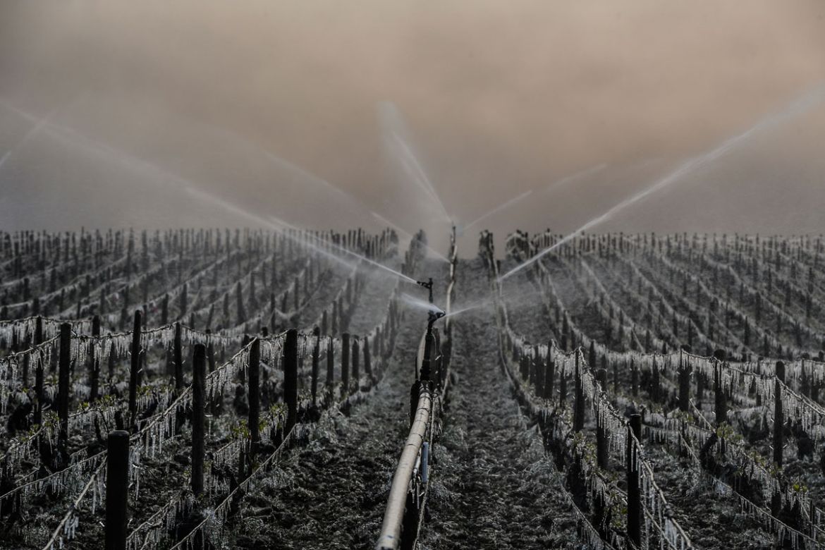 A method of protecting vines from frost is to spray water and create an insulating glaze.Chablis, near Auxerre,France
