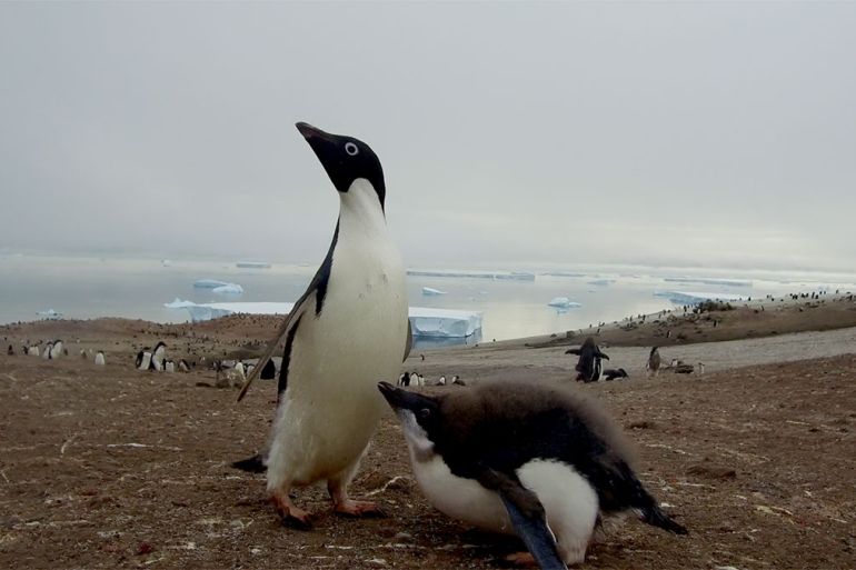 Antarctica Image Gallery