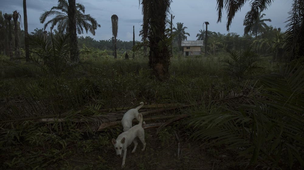 A house in Klong Sai Pattana village stands in a clearing in what once was a palm oil plantation. While the land of the village has been cleared, the area is still surrounded by palm oil plantations. With no electricity, the village sits in darkness from dusk until dawn with the villagers rarely going outside for security reasons [Luke Duggleby/Al Jazeera]