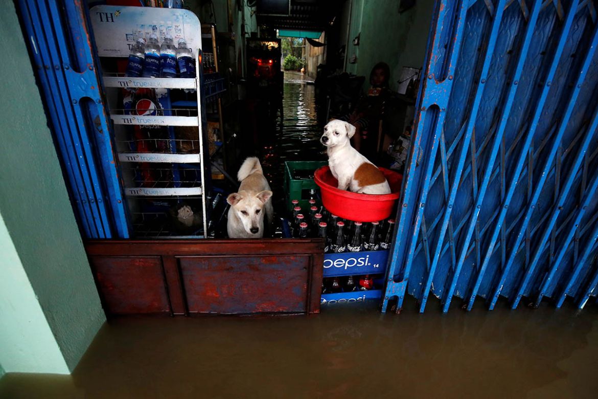 Dogs stand on a flooded drink shop in Hue city. REUTERS/Kham