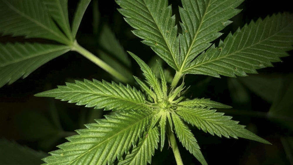 A young cannabis plant showing signs of flowering in a back garden in Los Angeles [Richard Vogel/AP]