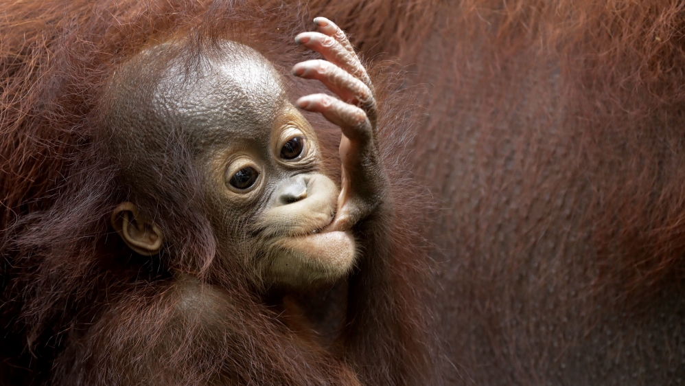 Bornean orangutan are among the world's critically endangered species [File: Wong Maye-E/AP]
