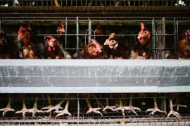 About 300 to 400 refrigerated poultry containers - currently in transit - are being diverted from China, according to the US Poultry and Egg Export Council [File: John Taggart/Bloomberg]