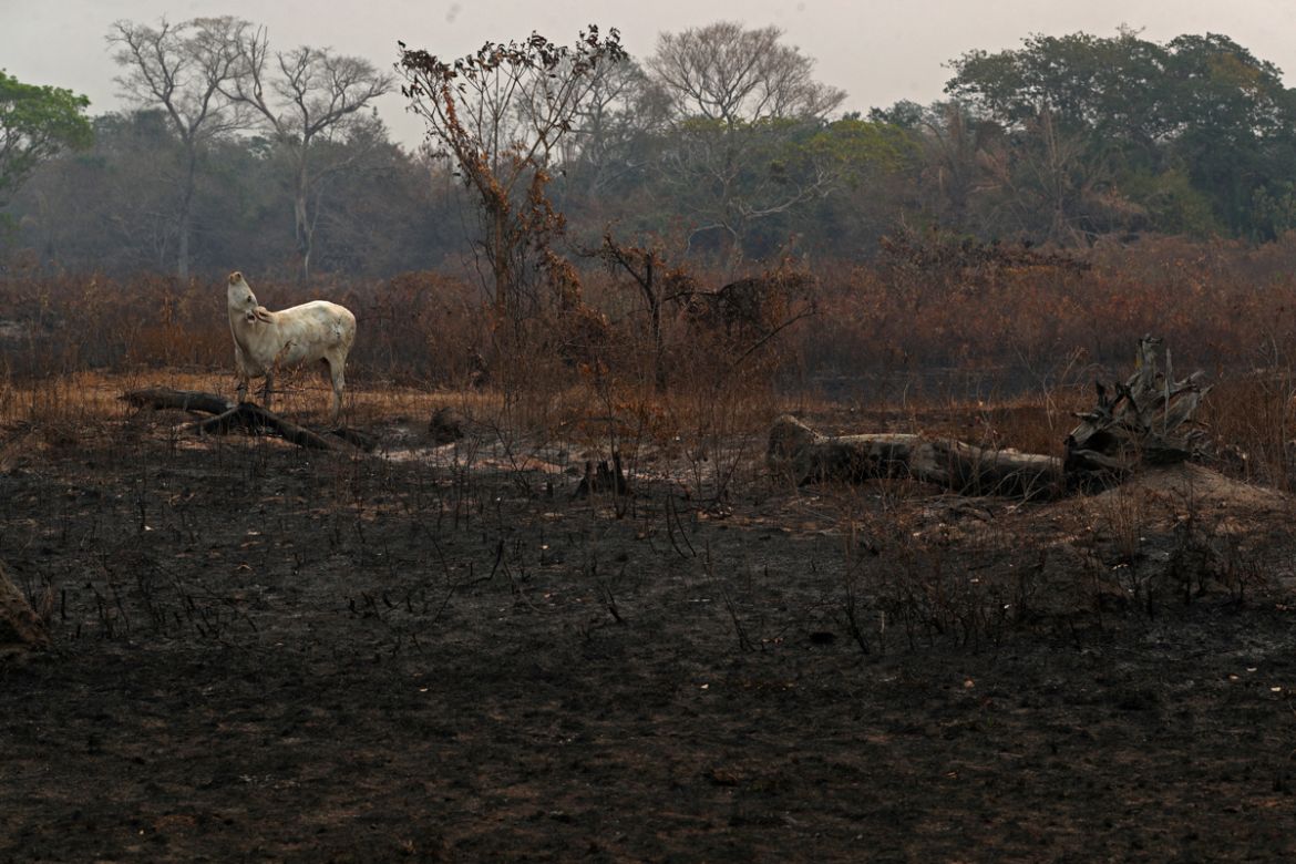 A cow stands amongst an area that was burnt in a fire at a ranch in the Pantanal, the world''s largest wetland, in Pocone, Mato Grosso state, Brazil, August 27, 2020. REUTERS/Amanda Perobelli SEARC