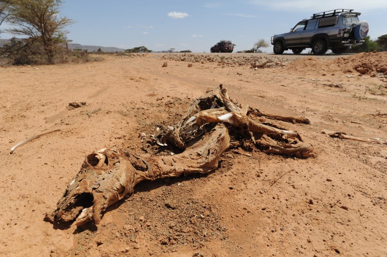 The southern region of Somalia is scattered with dead livestock. It is estimated that hundreds of thousands of animals have died as a result of the ongoing drought