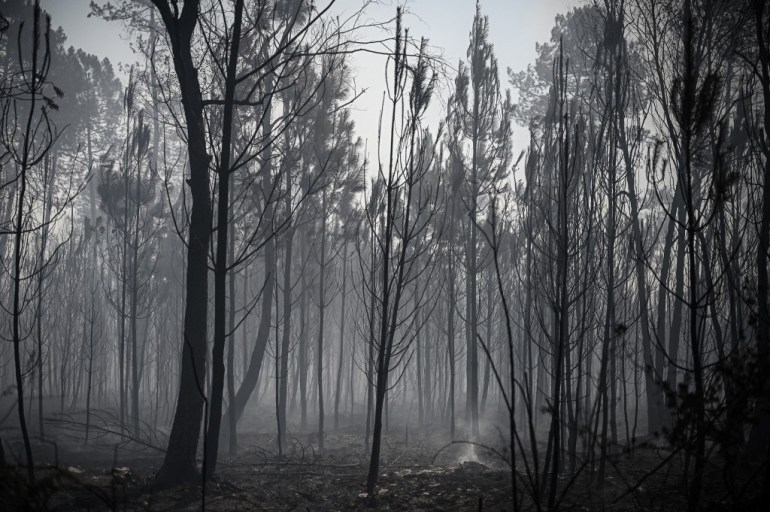 A photo shows burned trees after a forest fire near the city of Origne, south-western France