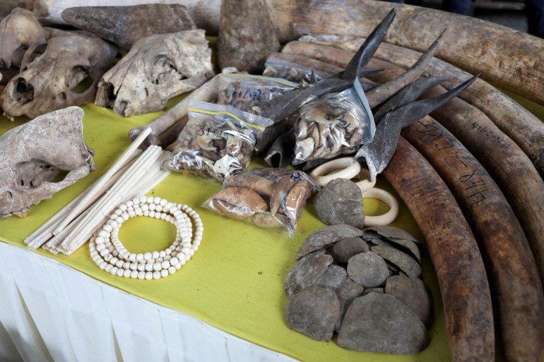 Ivory products, tusks, skulls and pangolin scales displayed on a table by Malaysian customs after they were seized