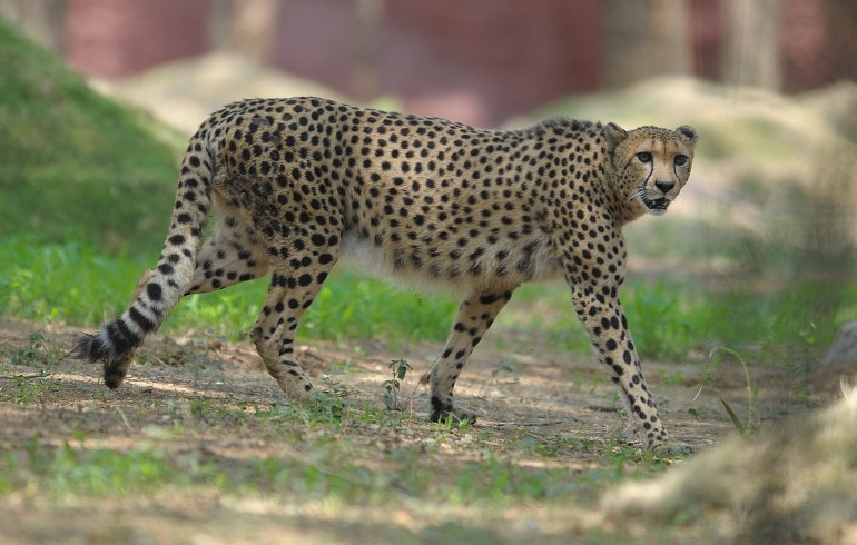 African cheetah 