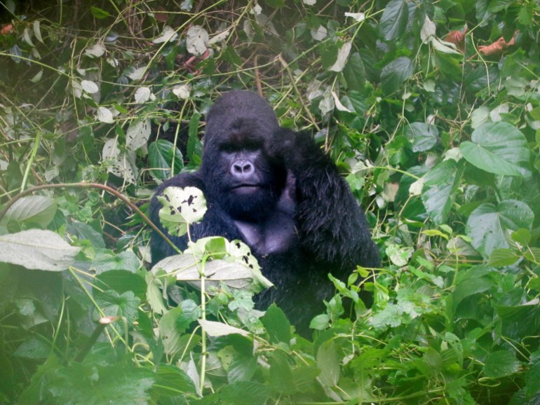 A large black mountain gorilla amid green vegetation in Virguna National Park