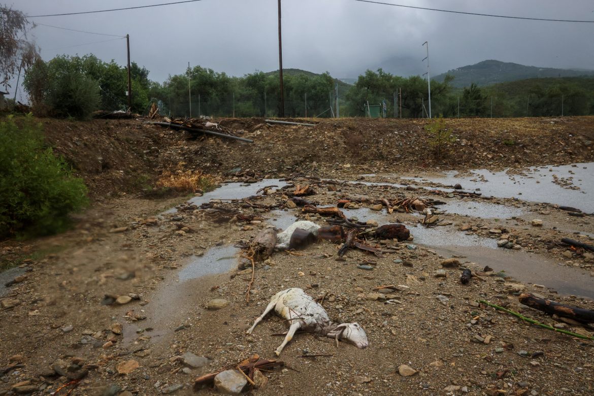 Dead sheep are seen in an area flooded due to the impact of storm Daniel in the city of Volos, Greece.