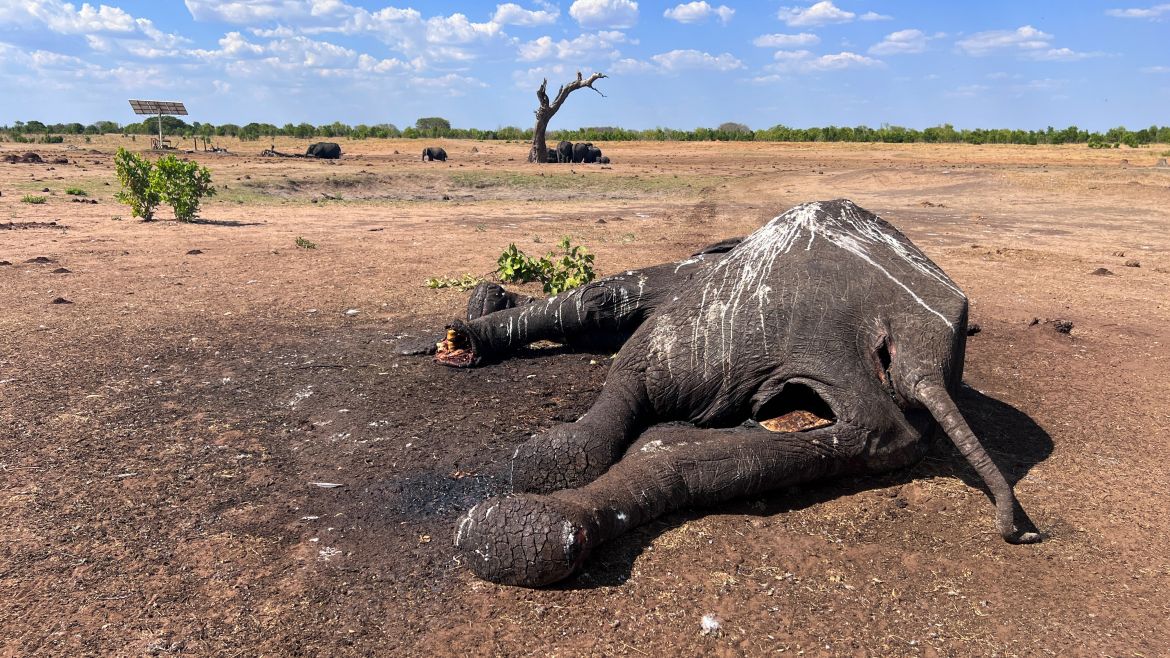 In this photo supplied by IFAW, an elephant lies dead metres from a watering hole in Hwange National Park.