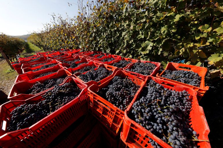 Cages full of red wine grapes are seen during harvest in Barolo, northern Italy, October 19, 2018. REUTERS/Stefano Rellandini